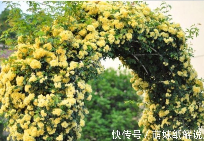 “4种花”埋土里就活,不用管也能花开不断,好养易活开成花海!