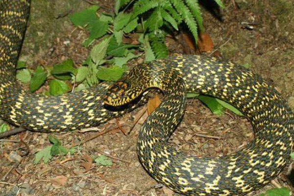 老祖宗说“进家之蛇不可打”,为何家里的蛇不能打,有何道理