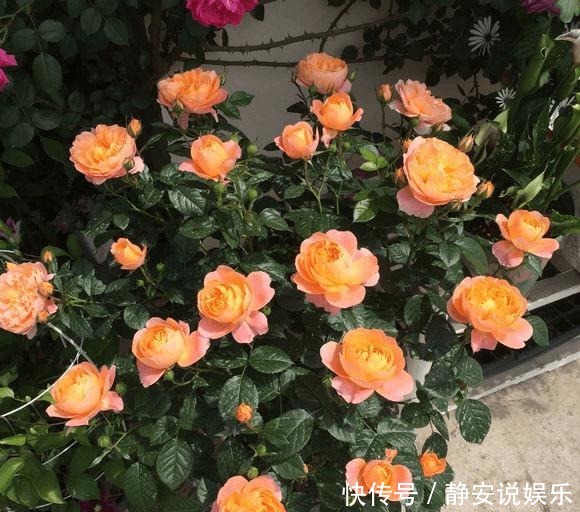 生长|几个小妙招,让月季冬季爆芽,爆花停不住