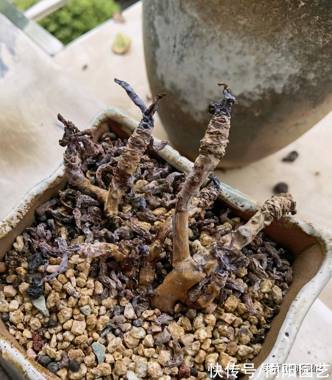 忌讳|养多肉，最忌讳“浇水”，水“越少越好”，“干土养肉”最安全