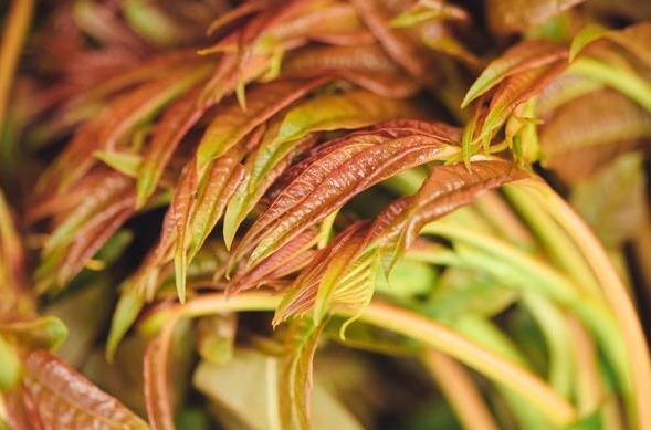 禁忌|糖尿病饮食禁忌有哪些“6果5菜4肉”最好少碰,预防并发症