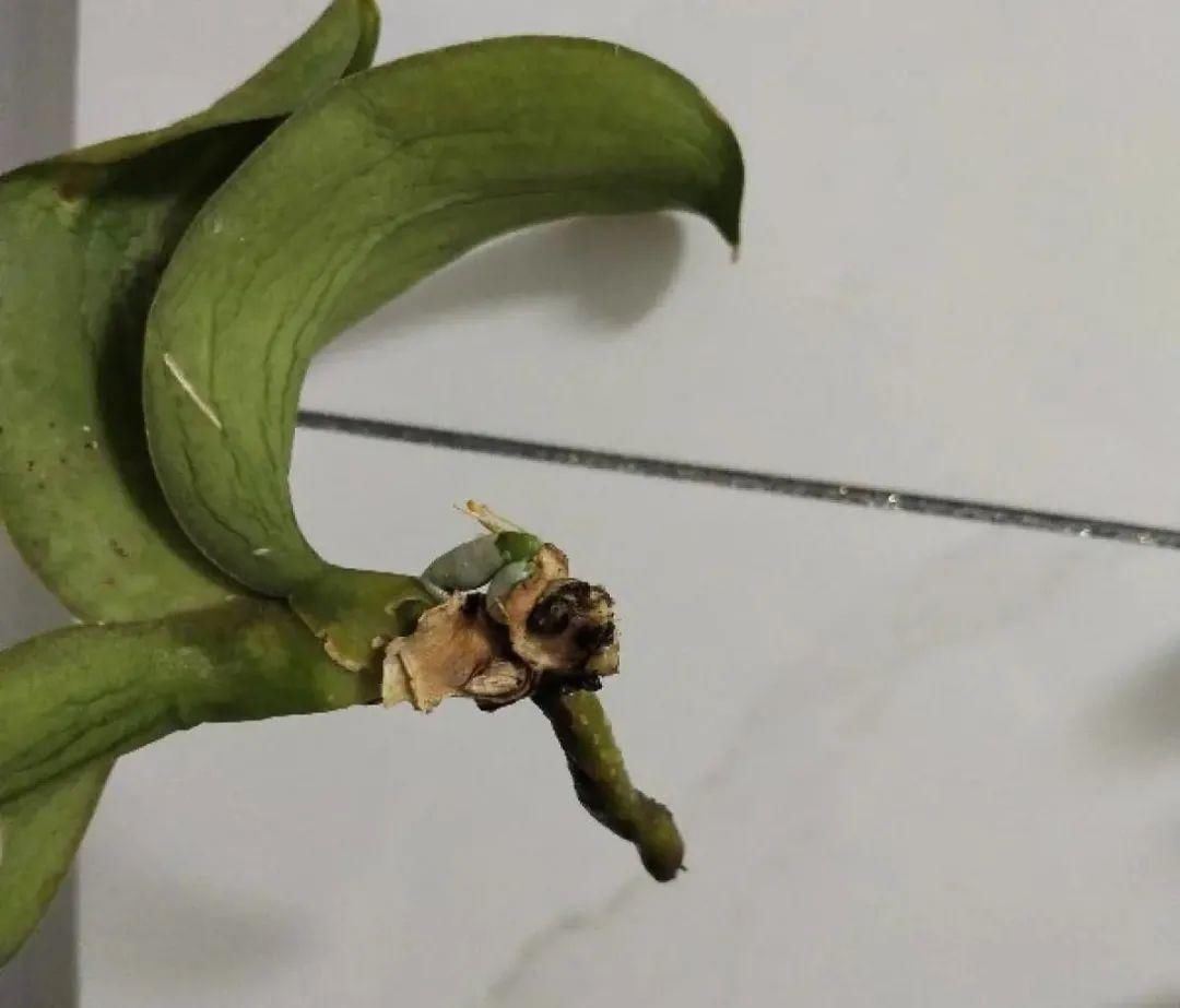 浇水|警惕秋老虎，别让你的花，度过夏天，却死在秋天