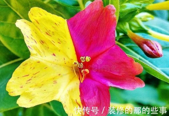 良心好花|5种被世俗耽误的良心好花,完美诠释了“我很普通,但很美”