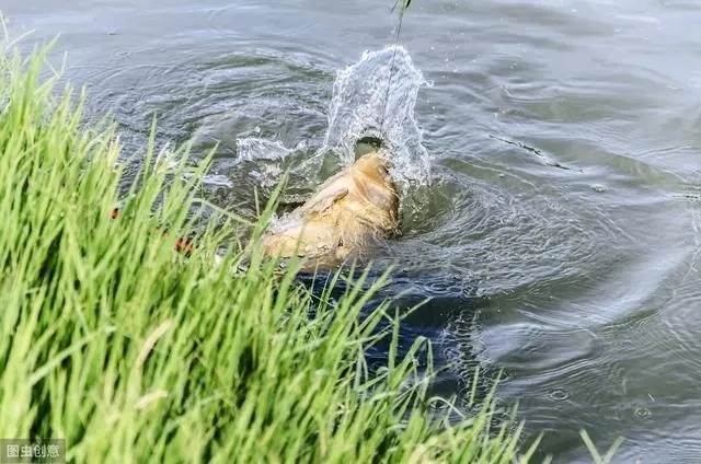 地形|秋季鱼口好,钓位难寻?不妨试试这三招,不用打窝也能爆连