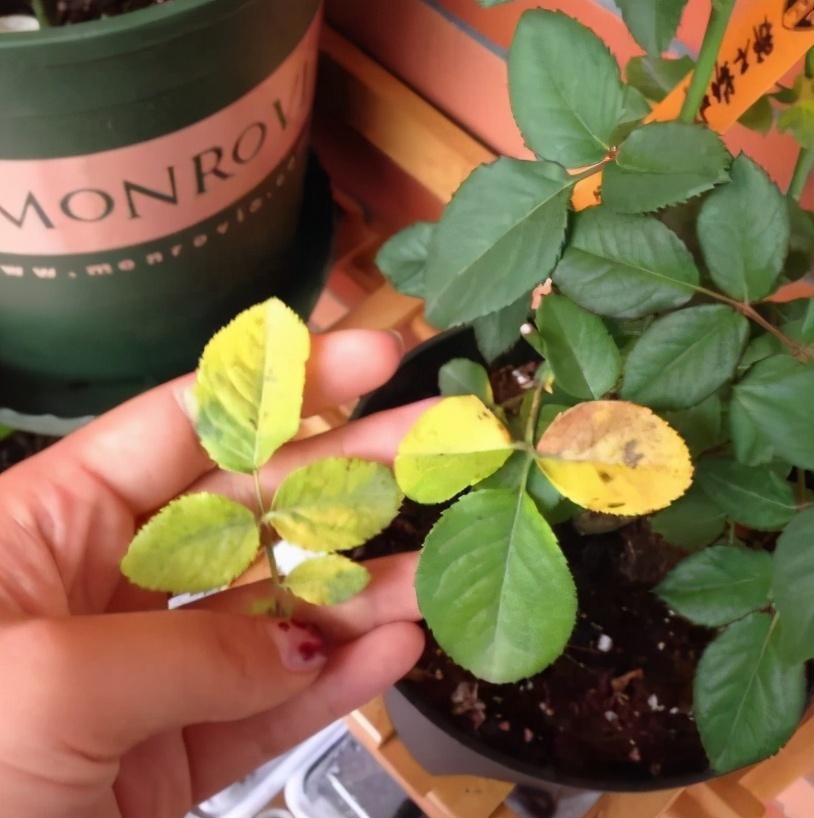 园土|总结养花“十大问题”,只要学会,你就是养花大神