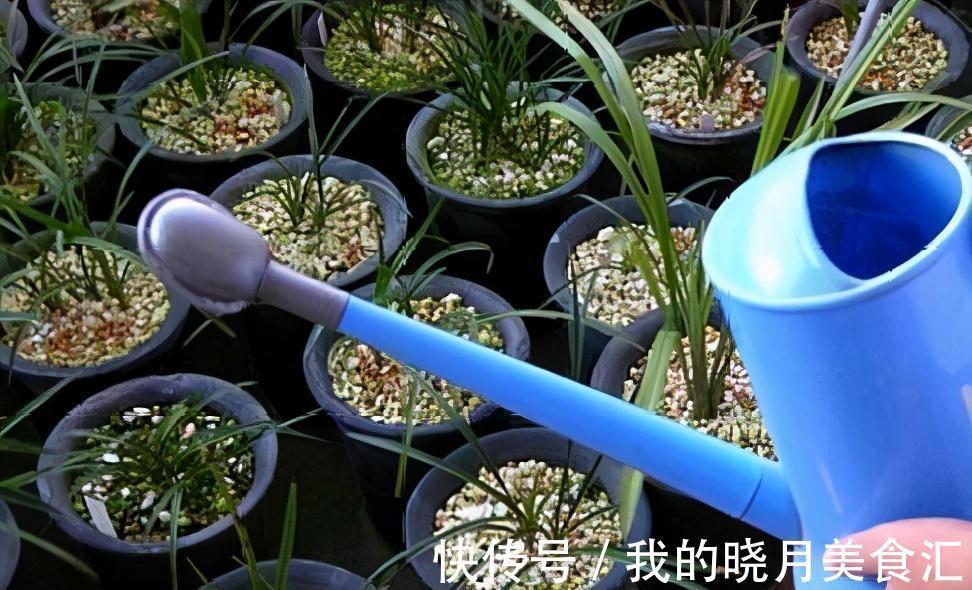 兰花娇气不好养,牢记三不二多,不停爆叶花开刹不住