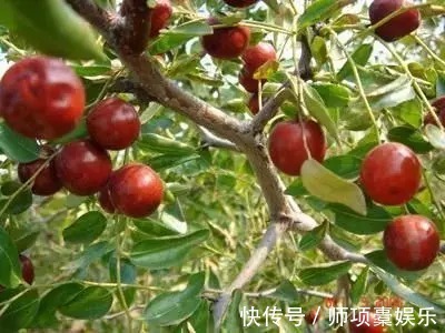 苹果|农村野果,连鸟儿也不吃,但一个营养顶75个苹果