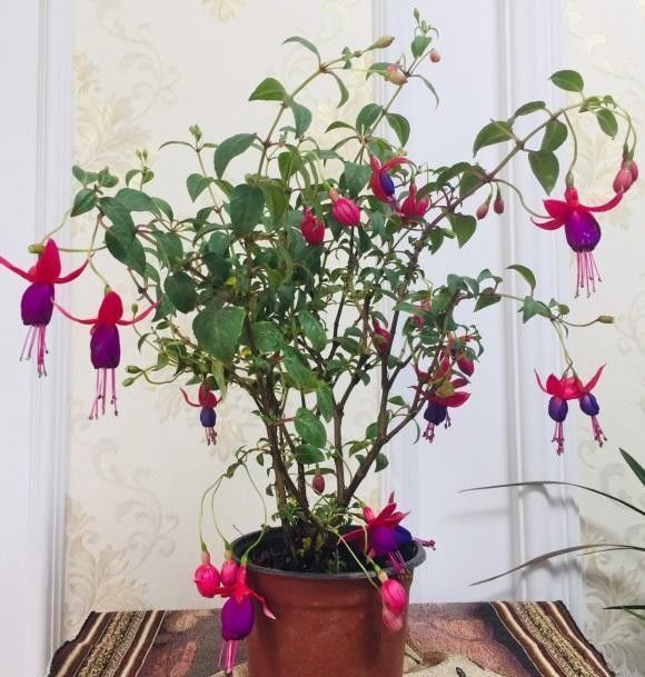阳台养花,必备1盆灯笼花,开花200天,秋冬季节也能爆开