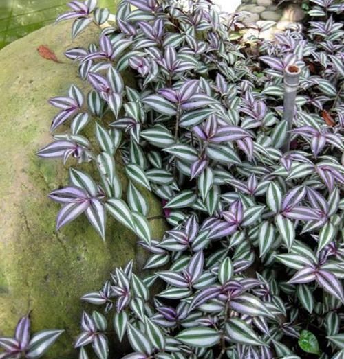  紫竹吊兰|养这三种吊兰，美翻你的客厅，随便一插就能活，根本不用买