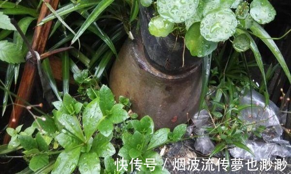 盆栽|农村这野草，长得漂亮常被挖走当盆栽，却不知是珍贵的“土人参”