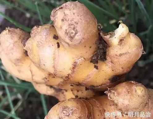 花妈妈养花15年,浇花时都要加点“神水”,花长的太美了,真神奇