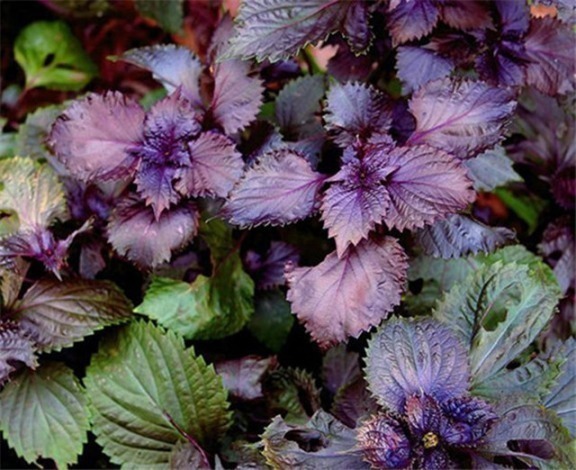 表寒|紫苏叶和紫苏对人体的益处,食用紫苏叶的好处,早看早知道