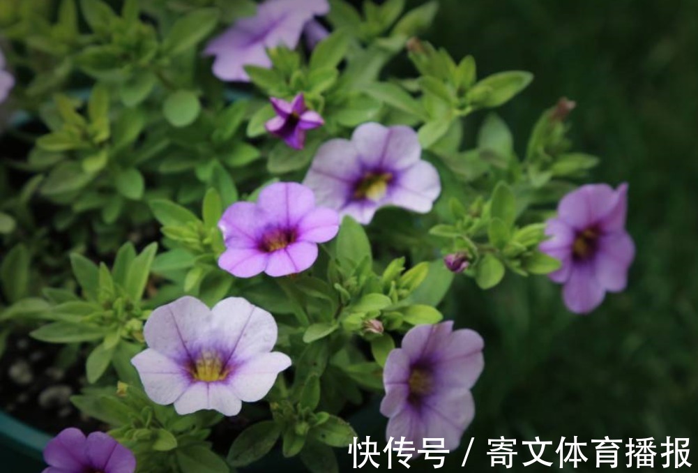 植物|养花最“坑人”的妙招,老花匠都不敢用,养花新手一定别尝试