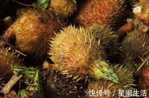 祛湿|三好中药材——芡实,祛湿很好、补肾挺好、性价比高