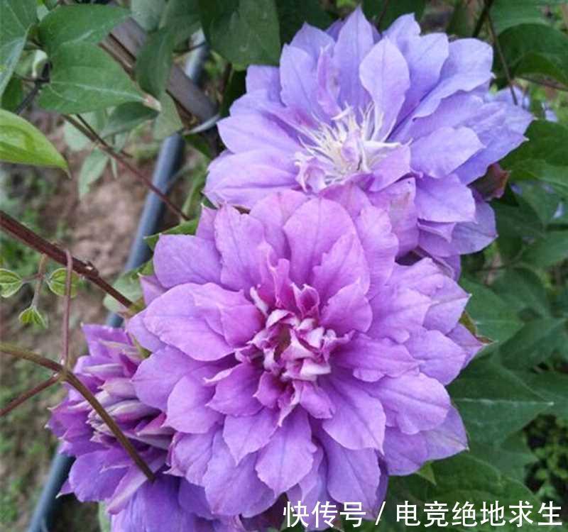 冬天|13种“漂亮花”，零下20度也冻不死它，大雪天依旧能开，又香又艳