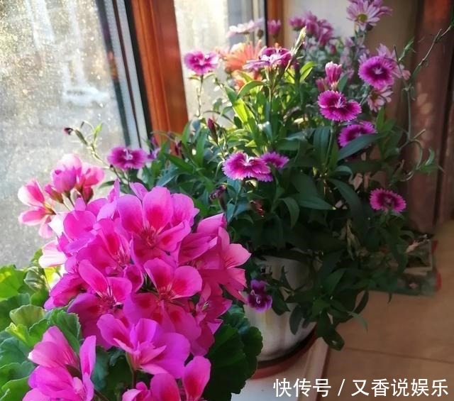  开花|这“4种花”，一年四季开花，非常好养活，非常“爱开花”