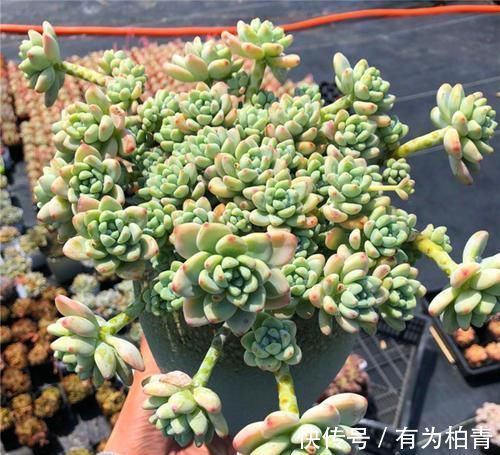 养了2年的多肉不长个？掌握1个技巧，上色美易爆头，长成群生老桩