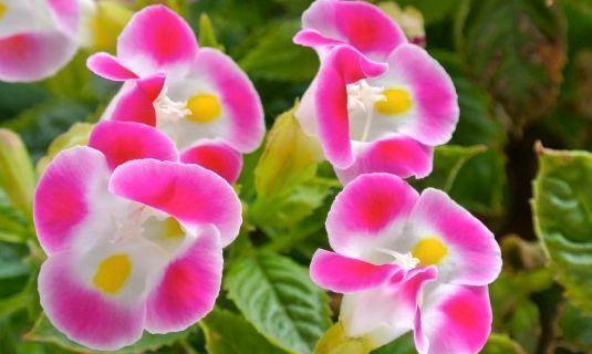 4种花养家里，福旺运旺财更旺，招财又纳福，谁养谁喜欢