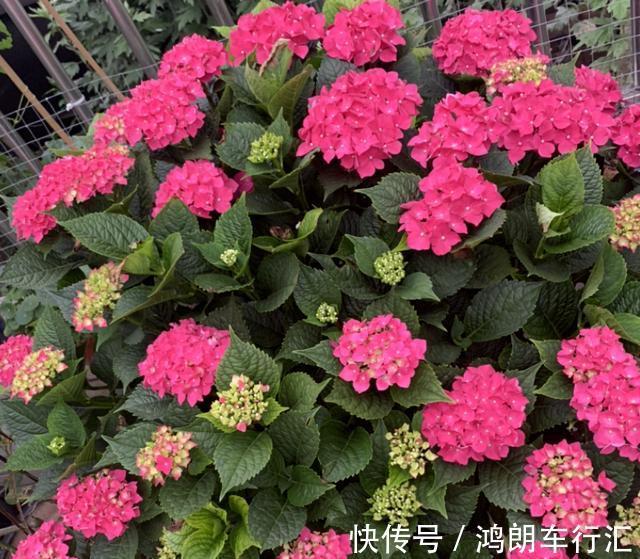 秋天快扦插,10种花不用买,掰个枝子插土里,嗖嗖生根,成活率高