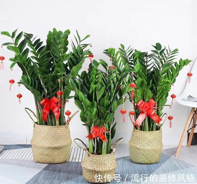植株|冬天养金钱树,做好这5件事,叶子绿得发亮,越养越精神