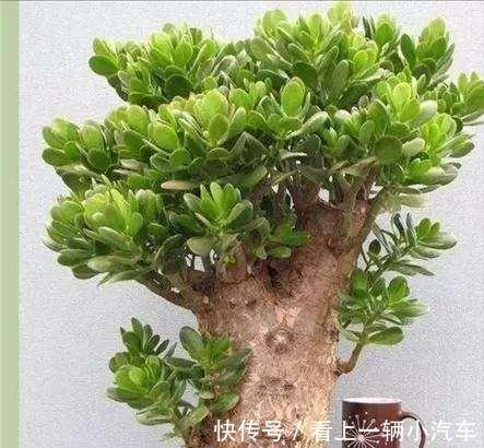 养玉树的4个修剪“姿势”,记住一个就够,不然越养越难看