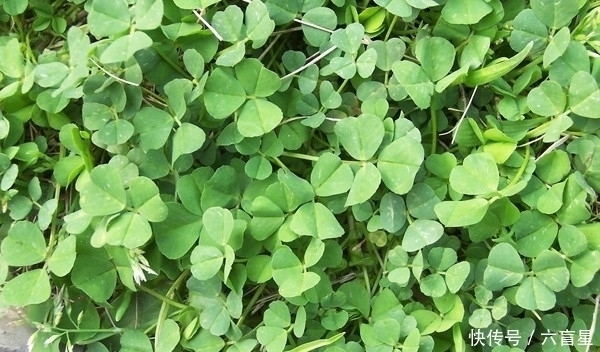 野菜|这些人见人爱的野菜,生津补肝,养肝明目,止咳化痰,你吃过吗