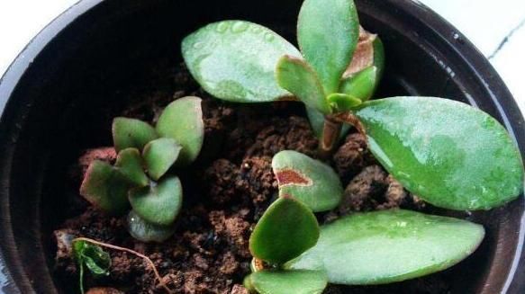 金枝玉叶|马齿苋摇身一变成“金枝玉叶”,花友1年养成老桩,高价都不卖