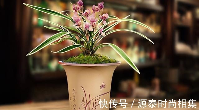 此兰花比较好养,花叶双艺,芳香怡人,花姿典雅,勤花勤草显档次!