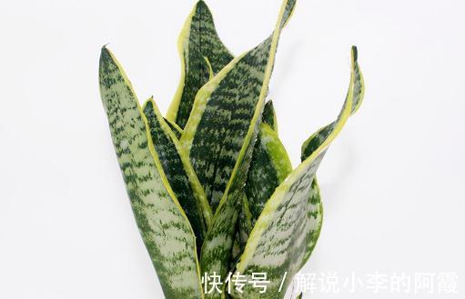 植物|盘点室内十种不喜光植物,一个比一个都好养