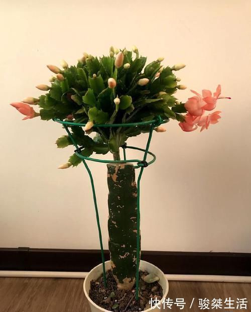 蟹爪兰|不会嫁接蟹爪兰?此3种,有文有图,2分钟学会!