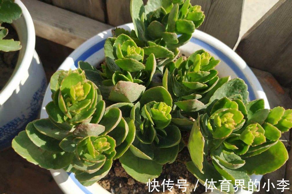 花苞|养长寿花，做好3件事，叶片油绿、花苞更多、开成惊艳的大花球