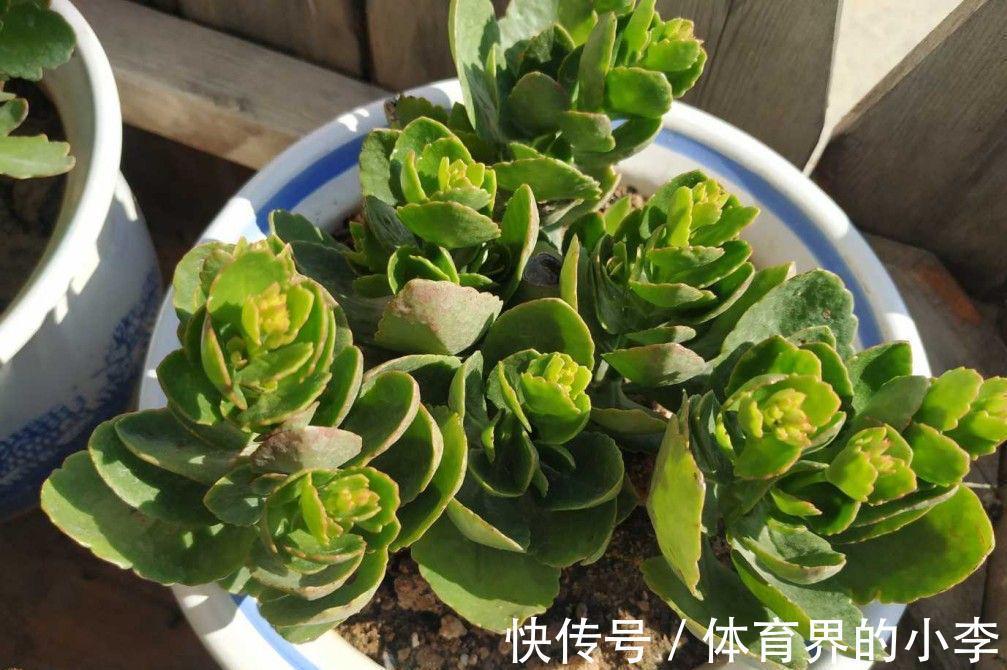 养长寿花,做好3件事,叶片油绿、花苞更多、开成惊艳的大花球