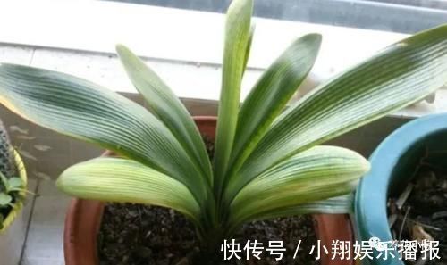 君子兰烂根又黄叶,因4个方面没做好,应及时改正养护方法