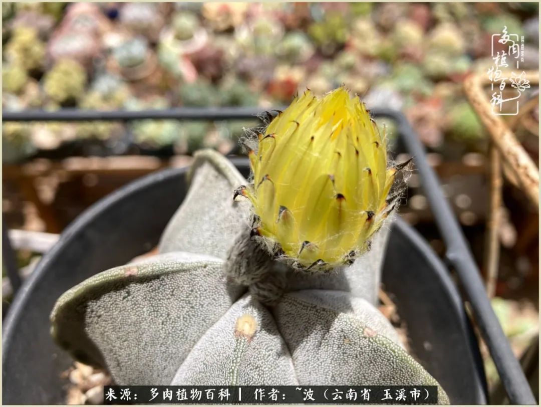 多肉|遇见即美,花事未荼蘼!种一桌子多肉,看花开花落!