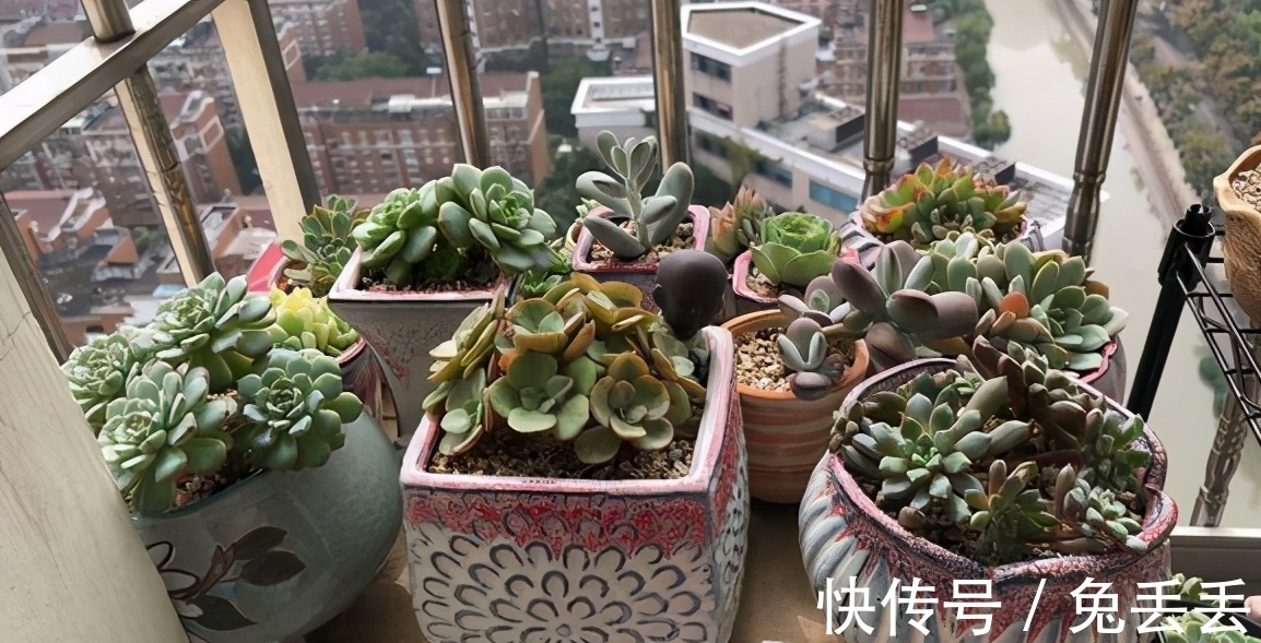 繁殖多肉的途径：砍头茎插、拿叶子催根育苗