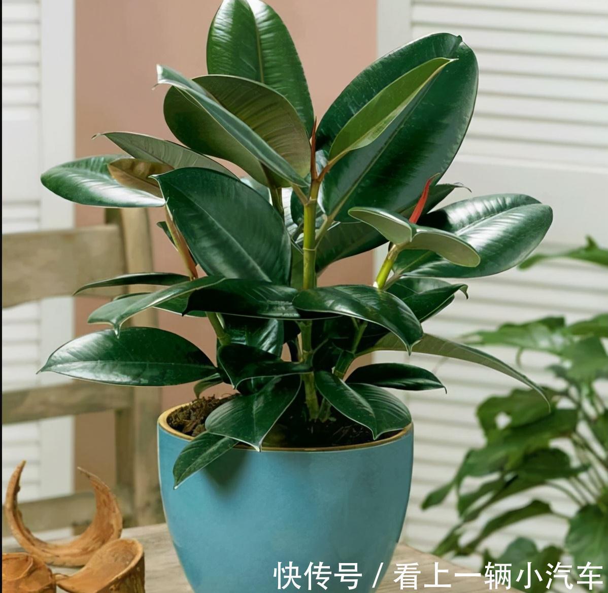 九种皮实花,多晒少管长得好,养成老桩更高档,绿萝没上榜