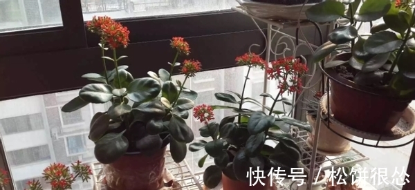 春天|养太阳花、长寿花、石竹,春天把握住“细节”,开花才漂亮