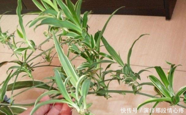 花卉|在家扦插花卉别忘记此4种,难度系数为零,动手插一个活一个!