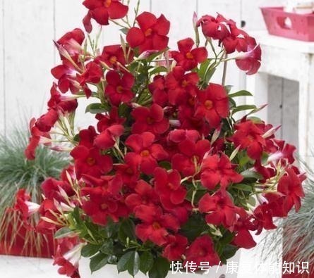 腐叶沙质土|一种小花太神奇,一对叶子6朵花,养一棵开一片,室内室外都能养!