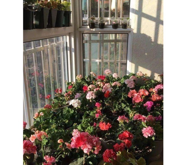 品种|花店的花2天不到就枯了,并不是品种不好,而是养护方法有问题