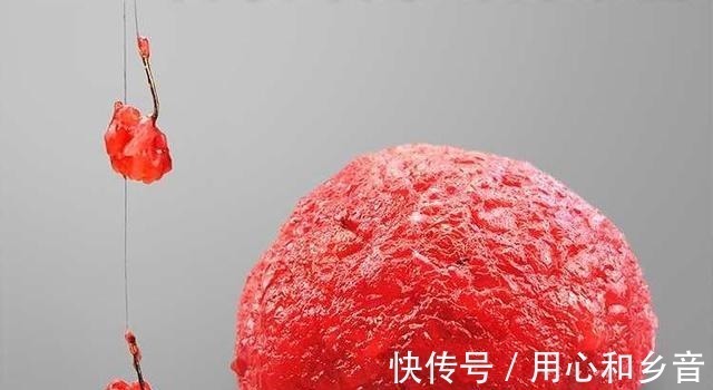 饵料|一款比蚯蚓和红虫还好用的饵料,最适合水温低时用,爆护就靠它了!