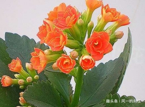 长寿花喂点这些垃圾,既实用又省花肥,轻松爆盆拦不住