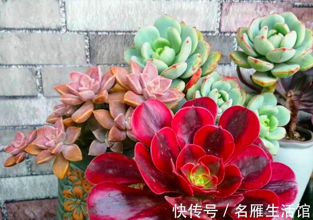 普货|贵多肉不等于好多肉,盲目追求特殊品种,很可能收获空盆