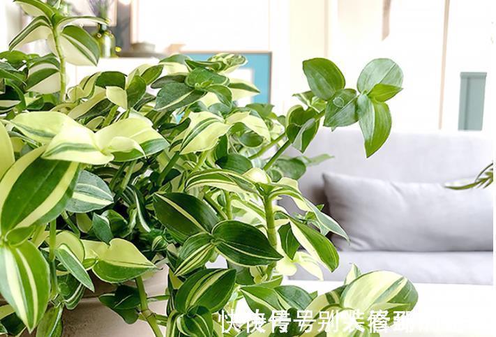 盆栽|最受欢迎的5种吊兰,一个比一个好看,皮实好养,适合阳台盆栽