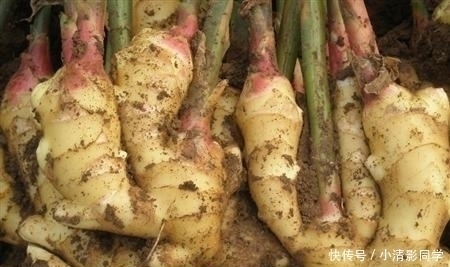 难言之隐|白醋和生姜泡一起,解决了很多人的难言之隐,学会了受用一辈子