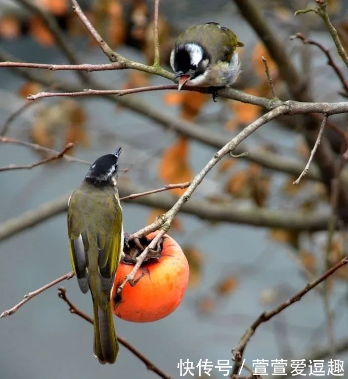 庭院种什么树最吉利,还好看?