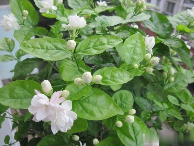 茉莉花的3个特性，养花大咖教你让茉莉花盆栽枝繁叶茂开花多
