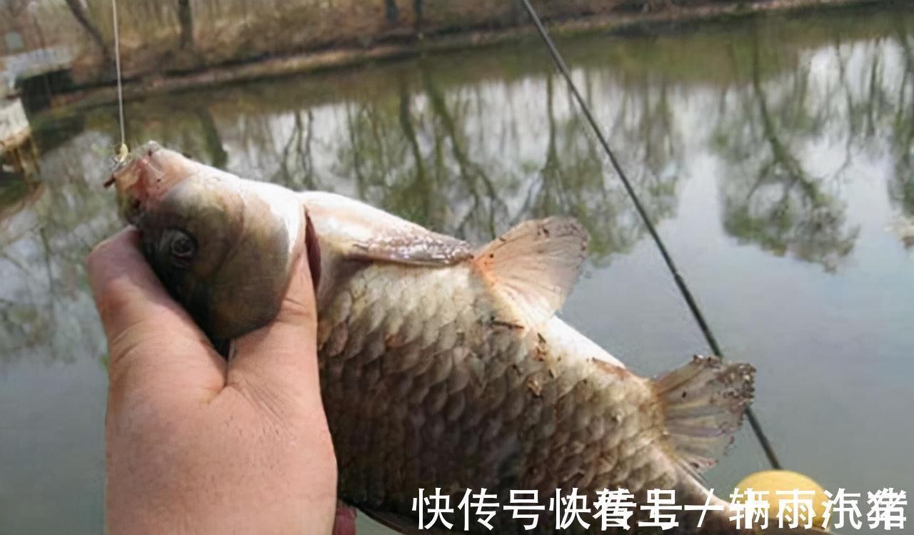 钓友|越冷越好钓鲫鱼?几点注意事项,助你满载鱼归