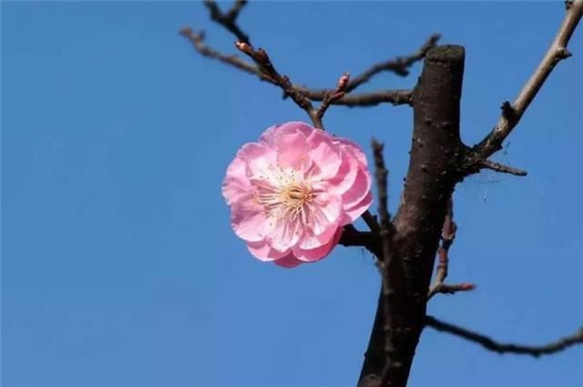  肩头|梅花故事，纳兰性德江南之恋：背立盈盈故作羞，手挼梅蕊打肩头