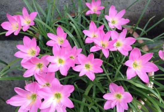 新手不会养兰花，可以养盆这种“兰”，简单好养，花期长达小半年